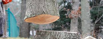 Best Emergency Tree Removal  in North Merrick, NY